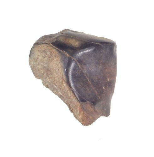 Triceratops Shed Tooth - Montana #41303